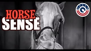 Horse Sense